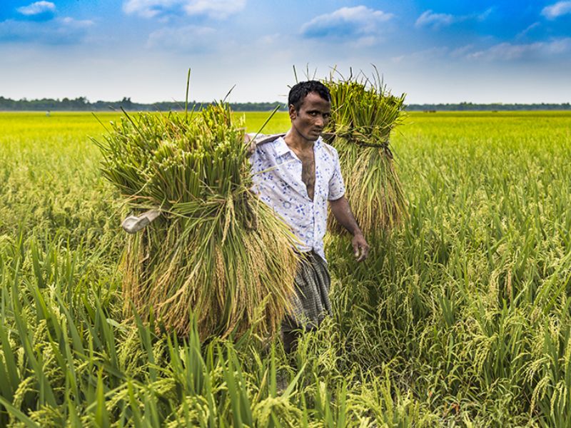 অনুমোদন পেল নতুন দুই জাতের ধান